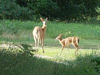 White Tail Deer